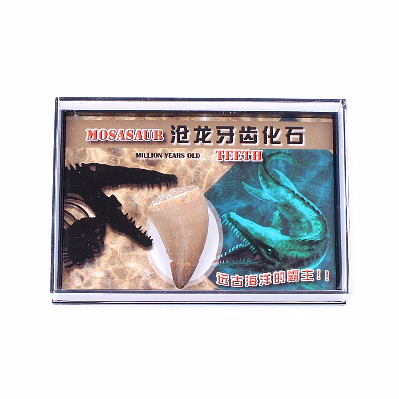 

1PC Fossil Mosasaurus Fossil Mineral Specimen Tooth Dinosaur Tooth Model Collectibles Teaching Model Halloween Decor