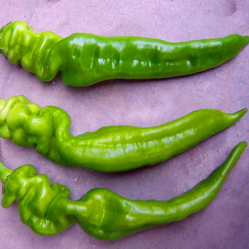 

100 Pcs Screw Pepper Bonsai Taste Very Good Vegetable Bonsai Potted Plants High Budding Rate Fast Growth For Home Garden