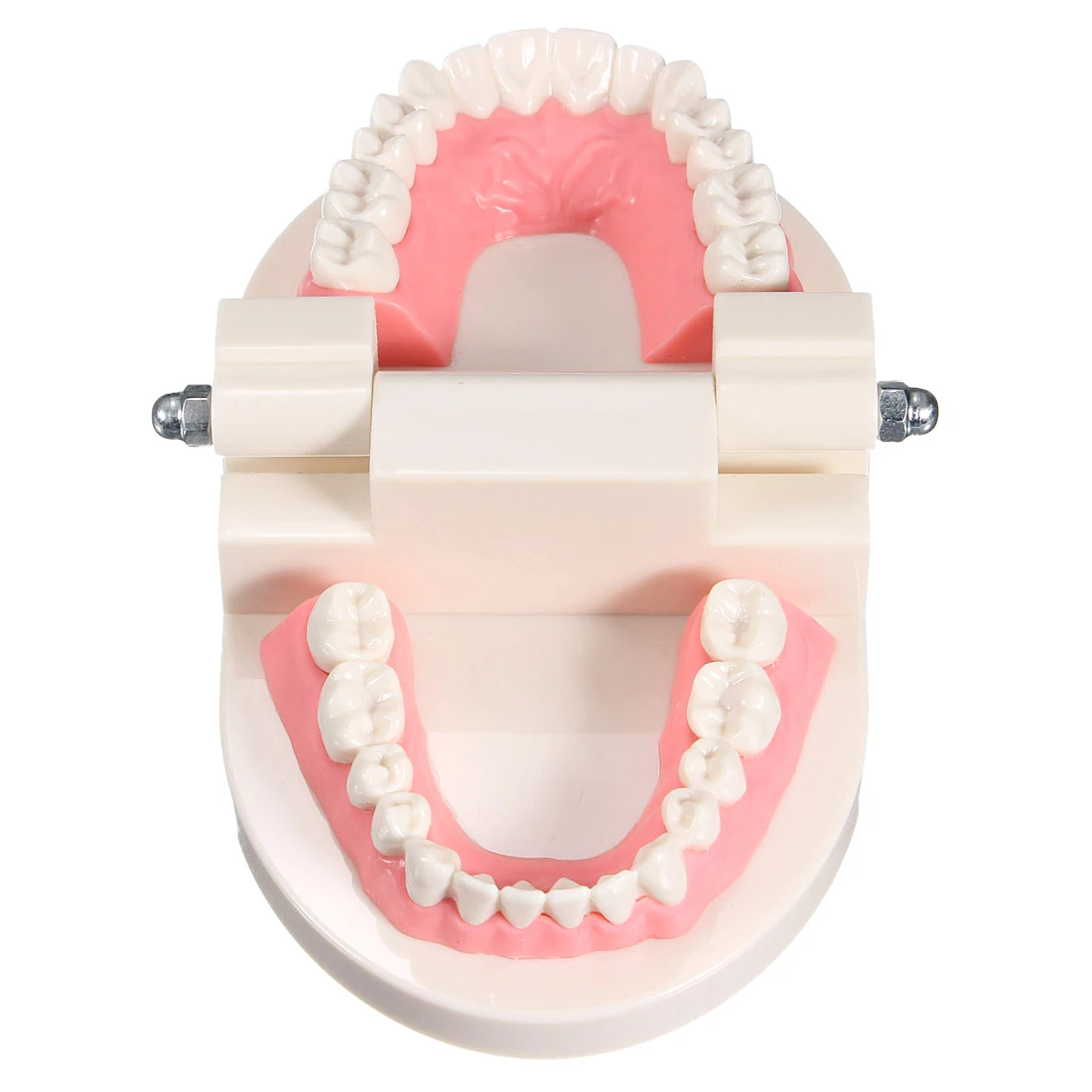 Новая зубная Стоматологическая зубная модель учит розовый gummy десны стандарт для медицинских целей