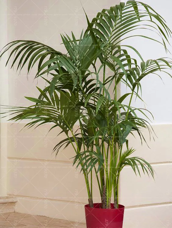 

10pcs Palm Tree Garden Ornament Evergreen Trachycarpus Fortunei Air Purification Bonsai Tropical Landscape Plants