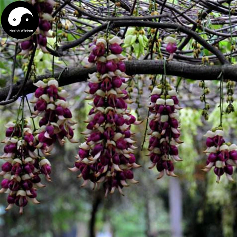 Buy Mucuna Birdwoodiana Tree Semente 16pcs Plant Mucuna Birdwoodiana For He Que Hua