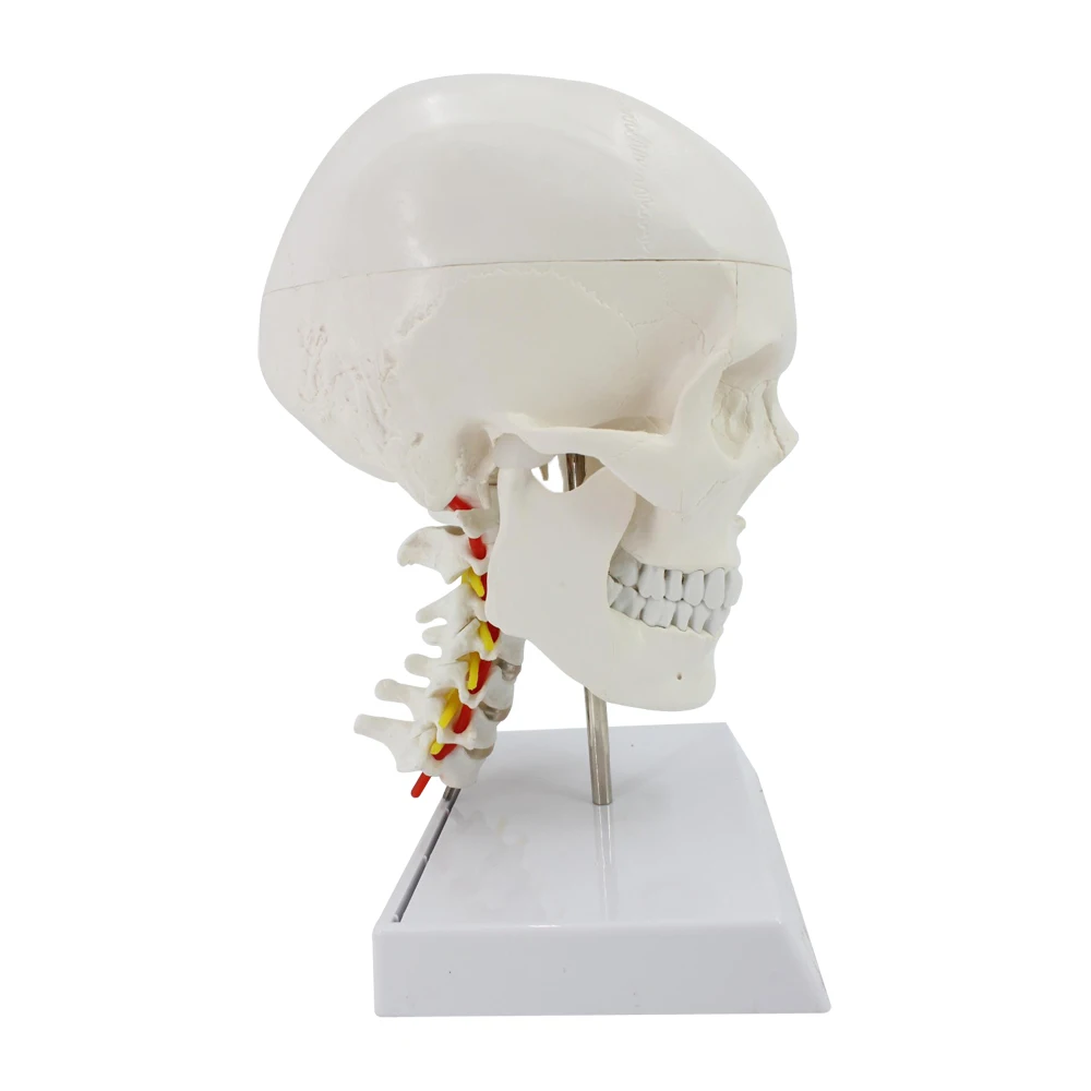 

Human Skull with Cervical Spine Model Occipital Skull Anatomy Head Medical Model Educational Teaching Supplies
