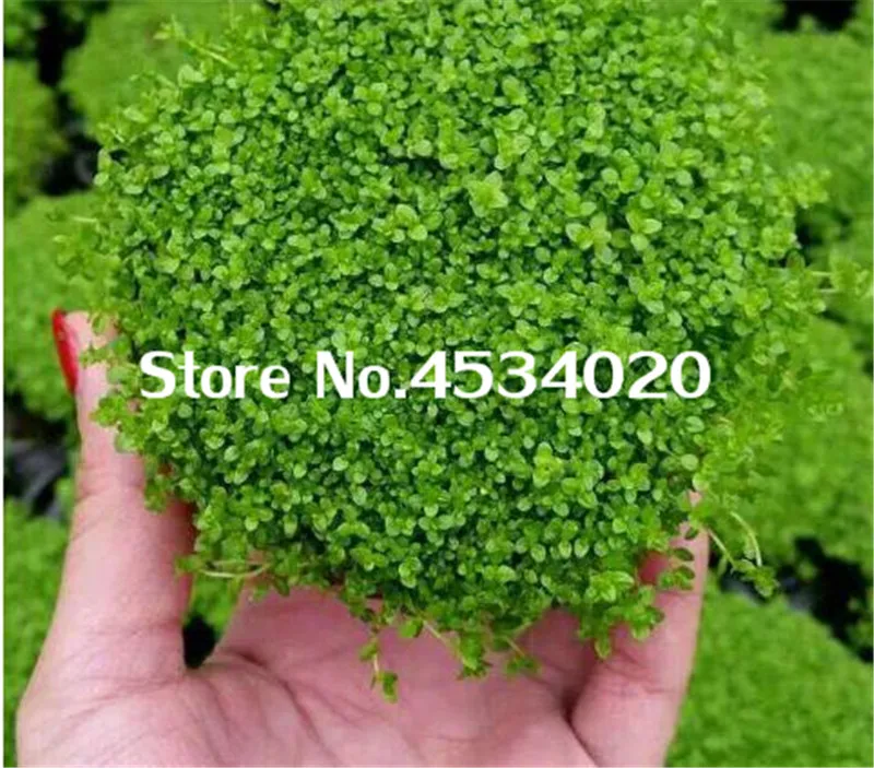 1000 pcs Rare Aquarium Planter Java Moss Grass bonsai Raros Gifts Plants Aquario Fish Tank Aquatic for Home Garden decoration 1000 pcs Rare Aquarium Planter Java Moss Grass bonsai Raros Gifts Plants Aquario Fish Tank Aquatic for Home Garden decoration