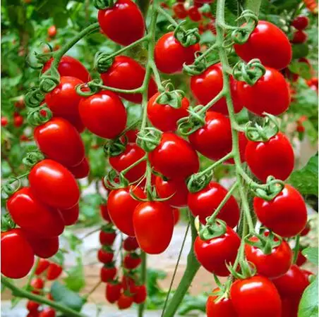 

bonsai 200pcs/pack Hot Sale White Tomato fruit Home Garden Bonsai Brand vegetable Non-GMO food pot home garden plant