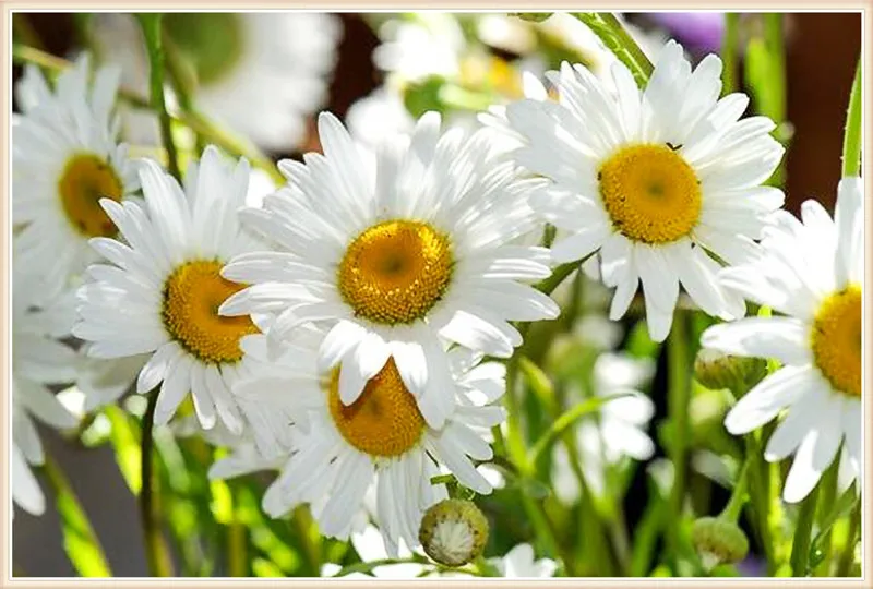 Diy Diamond Painting Daisy Flowers Cross Stitch Drill Cube Diamond Sets