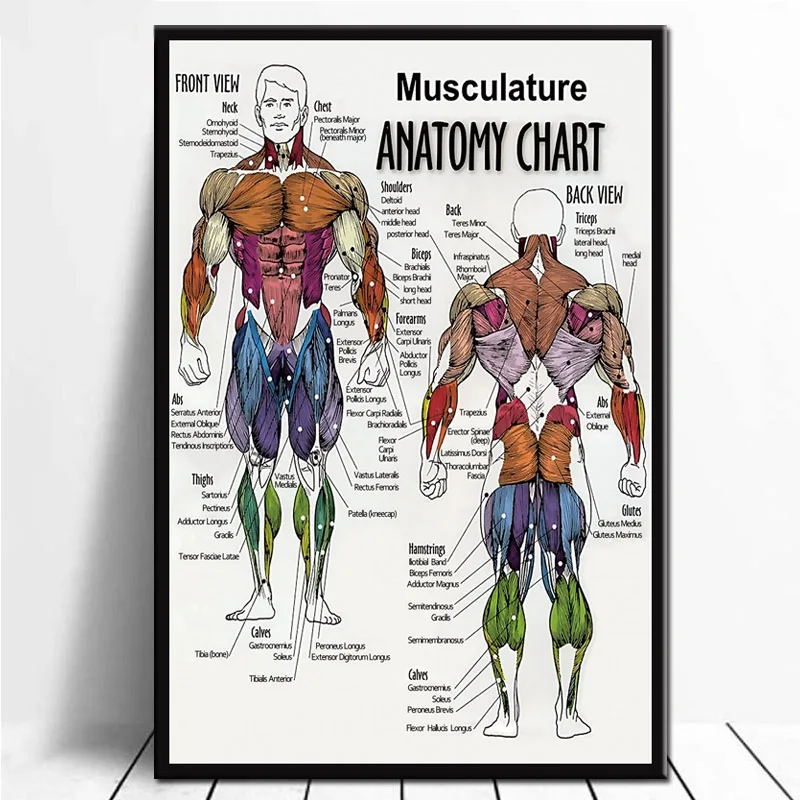 Musculature Anatomy Chart Human Body Detail Poster Wall Art