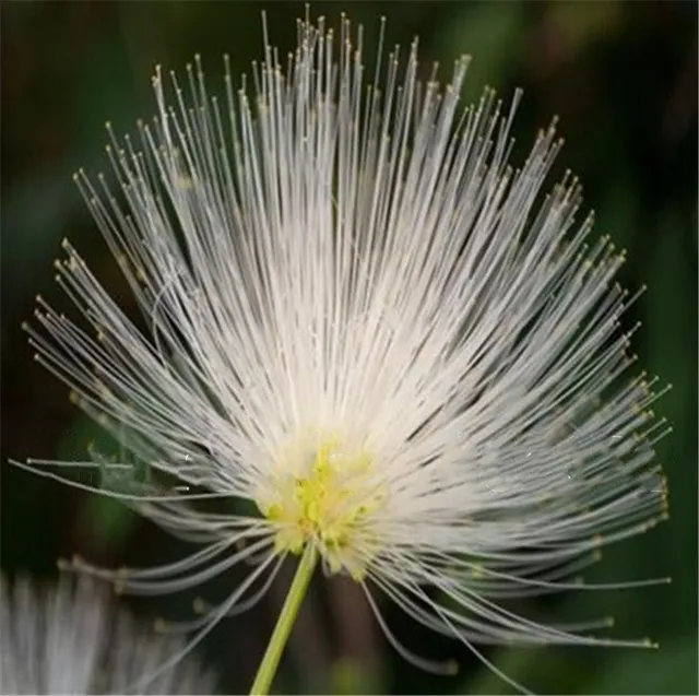 New Arrival 20Pcs Rainbow Acacia bonsai plants,Beautiful
