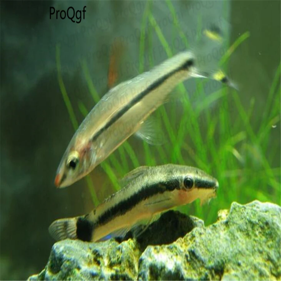 100 шт набор макротоцинол affinis