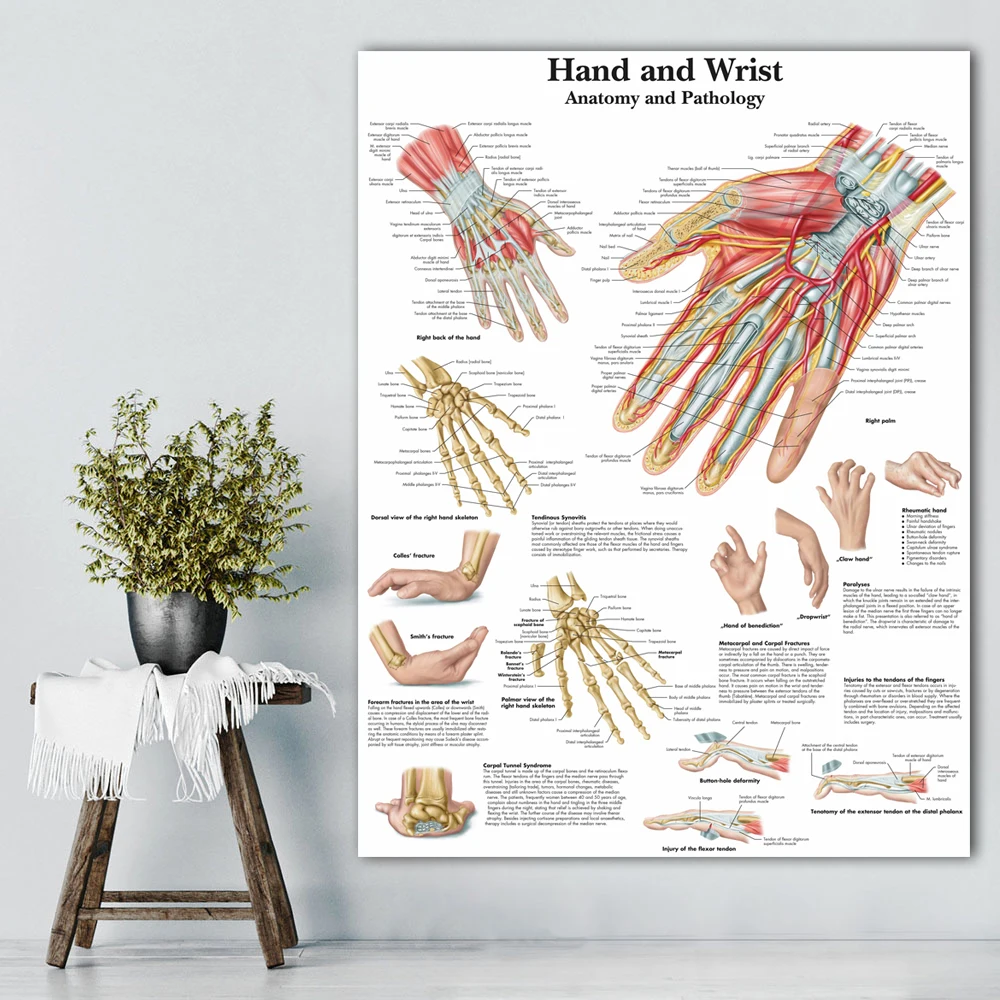 Анатомия руки наручные картины анатомические диаграммы плакаты Анатомия руки ноги холст печать настенные картины медицинское образование Офис Дом