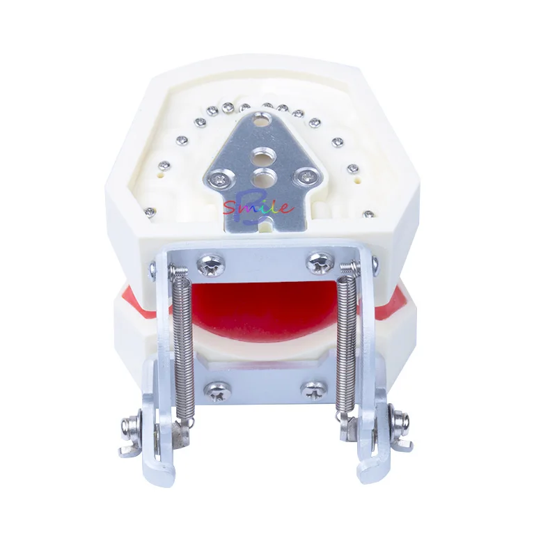  New Dental Teaching Model Standard Model Removable Teeth Soft Gum Model - 33007568580