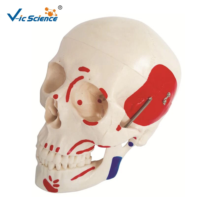 High Quality Life-Size Skeleton Skull with Painted Muscles | Канцтовары для офиса и дома