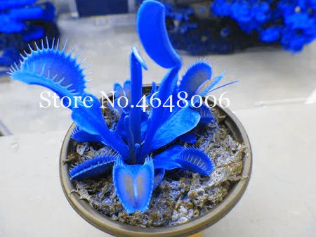 300 Pcs Striped Nepenthes Bonsai, Eating Mosquito Enchantress Carnivorous Plants Tropical Pitcher Catch Insect Garden Flower Pot