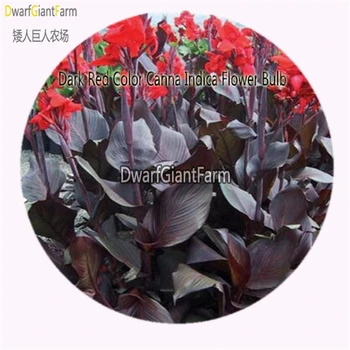 

3Pcs canna indica
