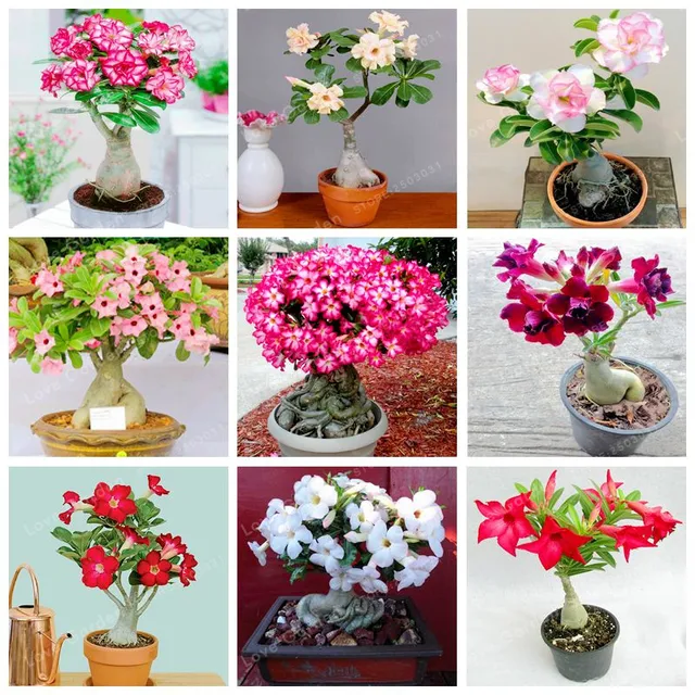 Buy Desert Rose Bonsai Potted Flowers Bonsai Adenium