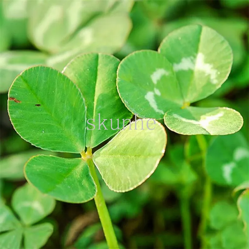 

Bonsai Clover grass white clover trifolium landscape green garden easy to plant 100pcs (bai san ye)