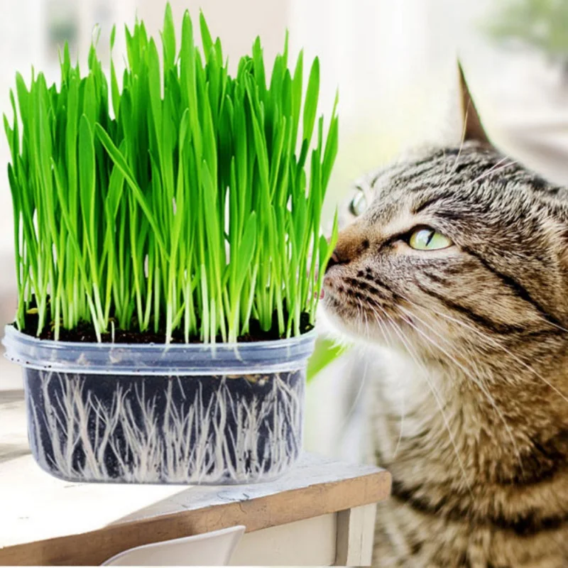 Catnip Grass Seeds Cat Healthy Treat Plant 50pcs/pack GreenSeedGarden