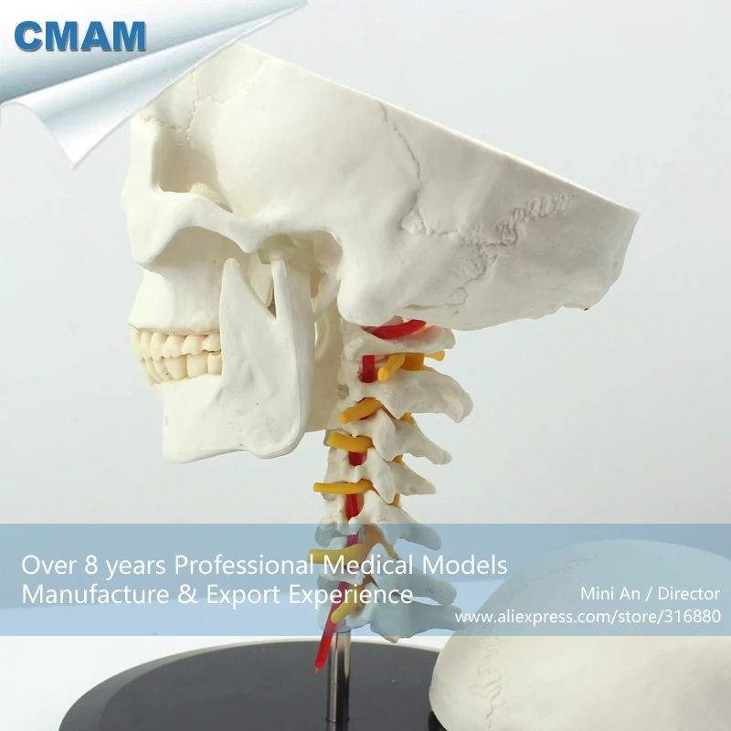 Buy 12332 CMAM SKULL06 Human Skull on Cervical