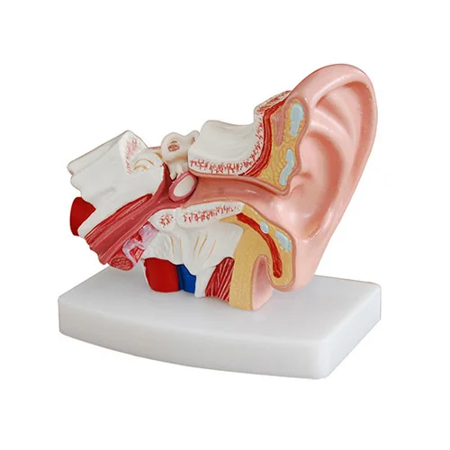 1.5X увеличенный человеческий ушной анатомическая модель уха для слухового аппарата клиник уход за ушами обучение - Цвет: Слоновая кость