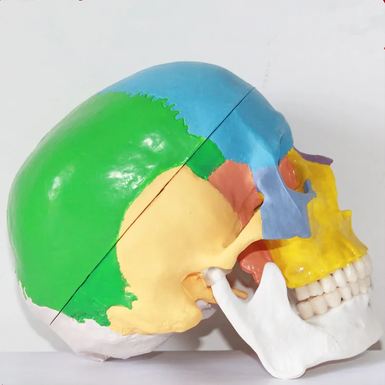 

1:1 color head model, the natural human,skull, adult head, the anatomy of the medical mannequin head for teaching 17x15x19CM