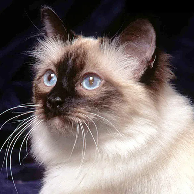 

YIKEE Diamond Painting Siamese Cat Diamond Embroidery Full Square Rhinestones Home Decor Diamonds Mosaic k439