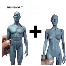 1:6 30 см l Анатомия человека Мужская и женская телесная Анатомия Компаративный набор для анатомии череп и мозги Скелет стоматологическая камера макияж модель