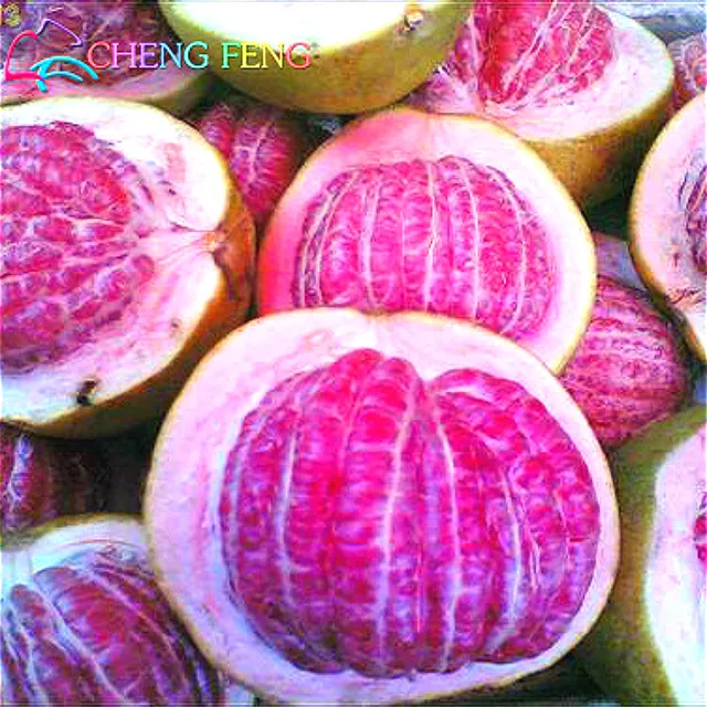 Darmowa Wysyłka 20 Nasiona/Paczka Czerwone I Białe Mięso Owoce Pomelo