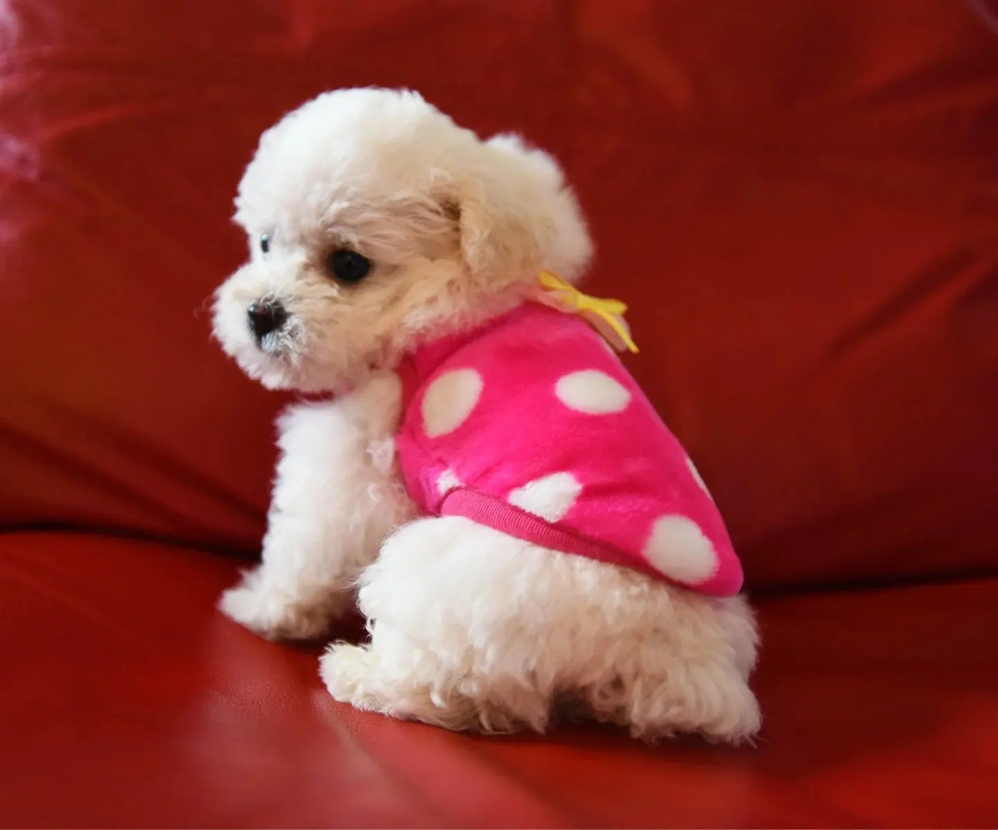 teacup puppy clothes get cheap teacup clothing aliexpress alibaba teacup puppy clothes get cheap teacup clothing aliexpress alibaba