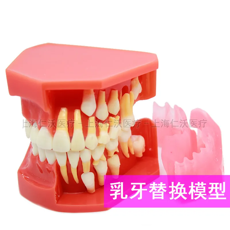 Usados para Ensino e Material de Hospital Material de Dentista Vários Modelos Dentes Dentários São 6 Vários modelos dentes dentários são usados para