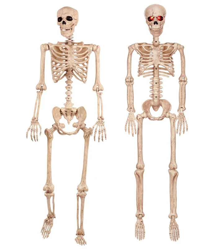 Buy Moquerry Human Skeletons Skull Full Body Halloween