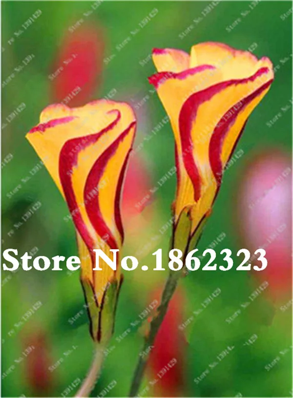 200 Pcs Rare Oxalis Wood Sorrel Flower Purple Shamrock Clover True