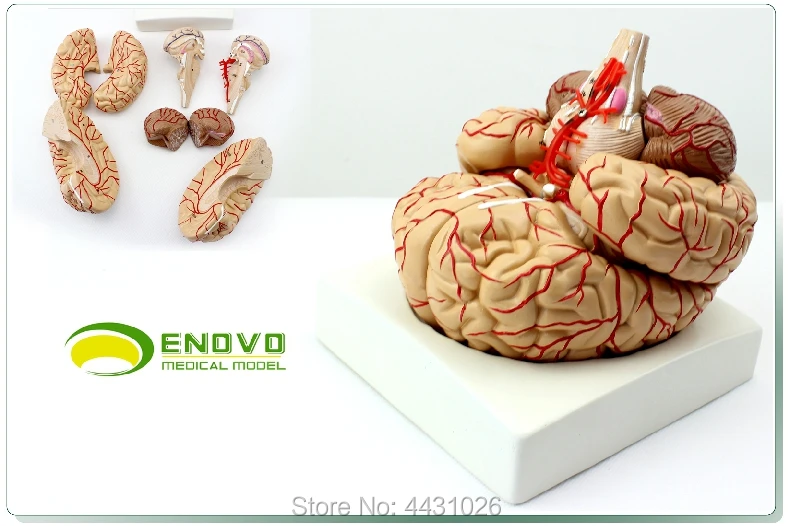 Эново модель мозга мозговая модель мозговой модели мозгового сосудов мозговой артерии обучение неврологии