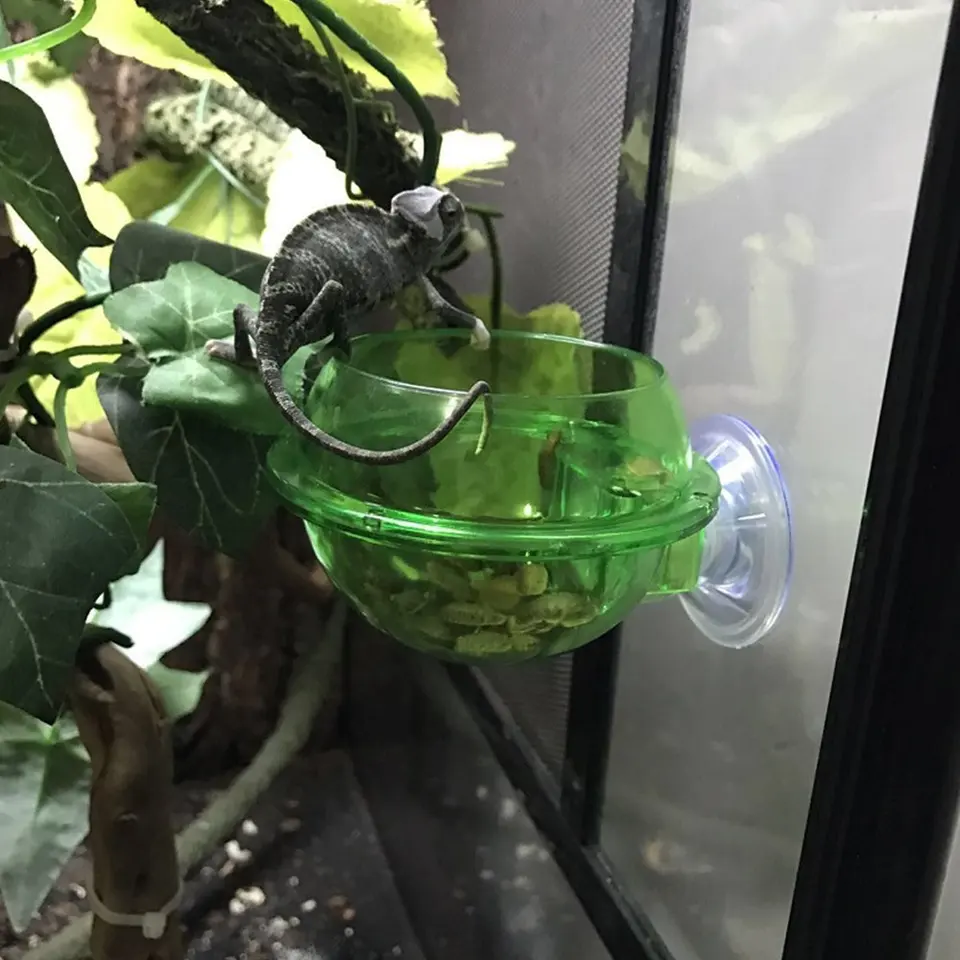 Eonmir Suction Cup Feeder Reptiles Ledge Accessories Supplies For