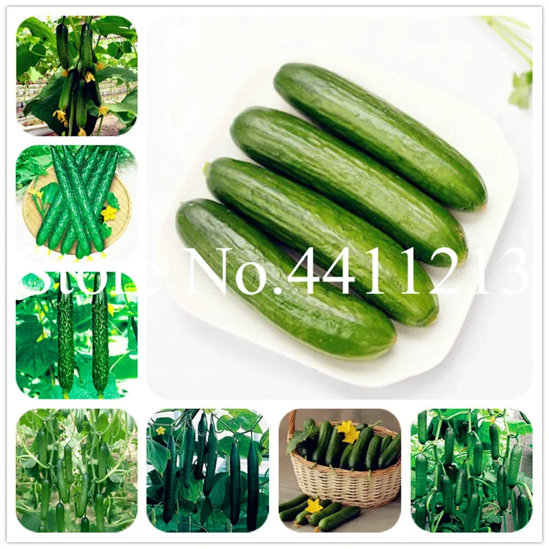 

Cucumber 100 pcs Japanese mini cucumber vegetable for home NO-GMO vegetables for home &garden planting Easy to Grow