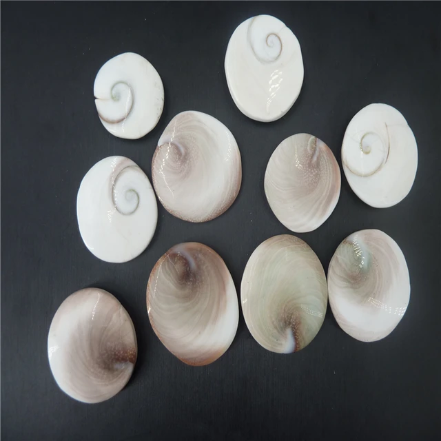 Cheap 10pcs natural shell fossil crystal sculpture   Aquarium decoration  T1018