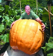 20Pcs Super Large Pumpkin Seeds Vegetable NON-GMO Edible DIY home garden bonsai Giant pumpkin seed gift for Halloween fun plants