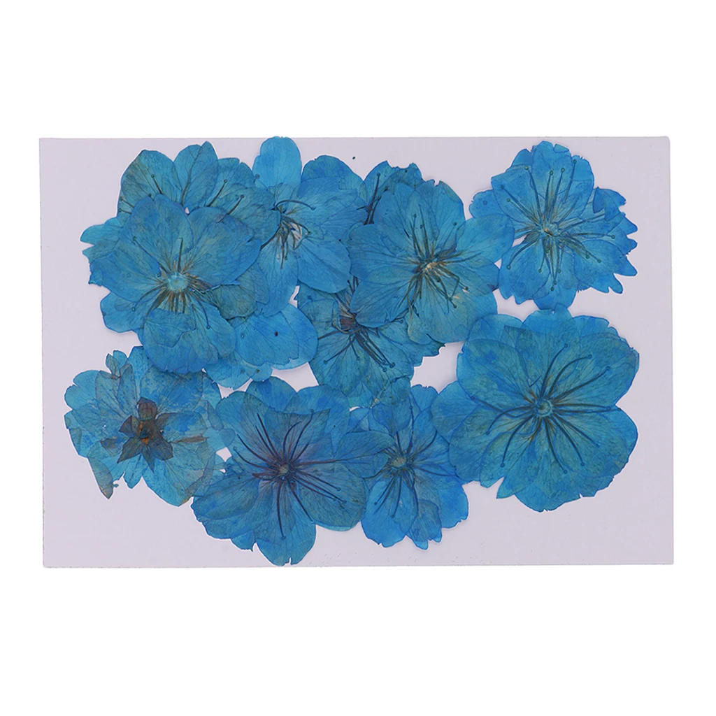

12 Pieces Real Pressed Flower Dried Cherry Blossom Dyed Blue Flowers for Floral Crafts Card Making