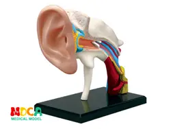 Ушной канал 4d master головоломка Сборка игрушки человеческого тела орган анатомическая модель медицинская модель обучения