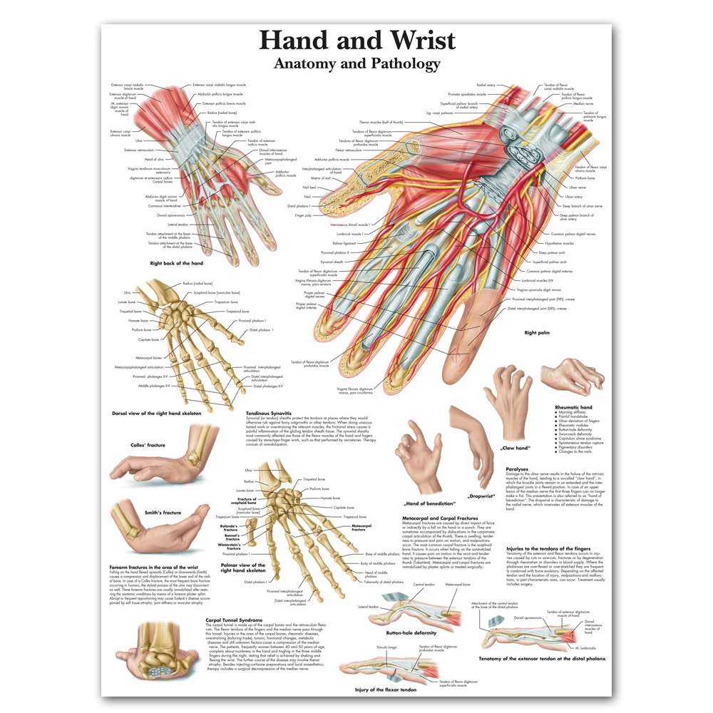 Billig Anatomie Hand Handgelenk Bilder Anatomischen Charts Poster Anatomie Arm Bein Leinwand Druck Wand Bilder Medizinische Bildung Office Home