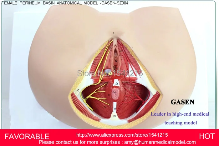 Женская модель вагины гениталий, медицинская модель репродуктивной системы Анатомия женской промежности MODEL-GASEN-SZ004