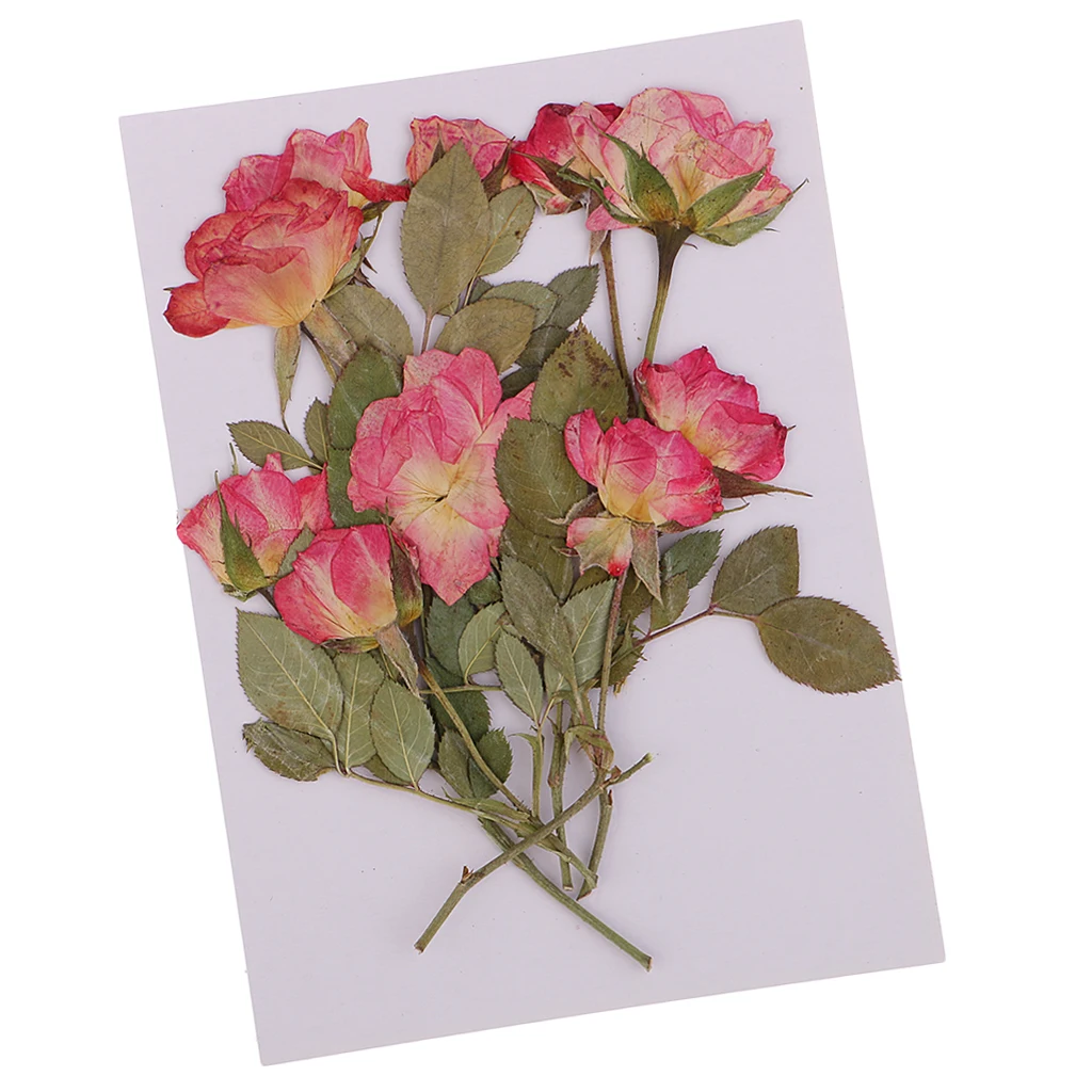 10x Pressed Dried Rose Flowers DIY Phone Case Bookmark Resin Jewelry for Art Paper Making Gift Packaging Materials Craft