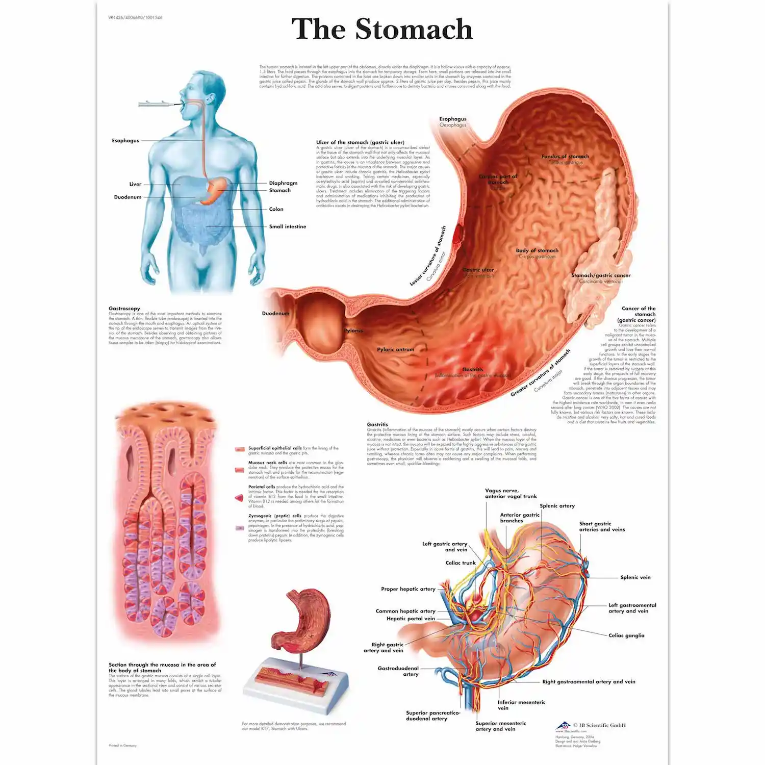 Vascular Anatomy Chart