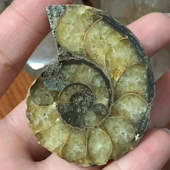 

Natural The snail ammonite fossils mineral from Morocco to multicolor fire