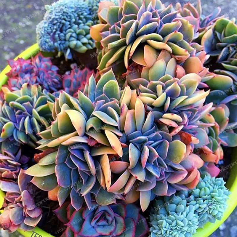 Best-selling 100pcs Japanese Succulents Seeds Rare Indoor ...