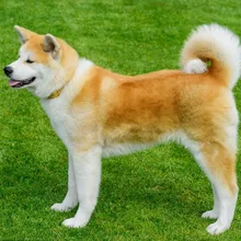 Алмазная картина Akita dog eigen foto Алмазная картина 5d diy алмазная живопись на заказ Алмазная картина pauw украшение дома