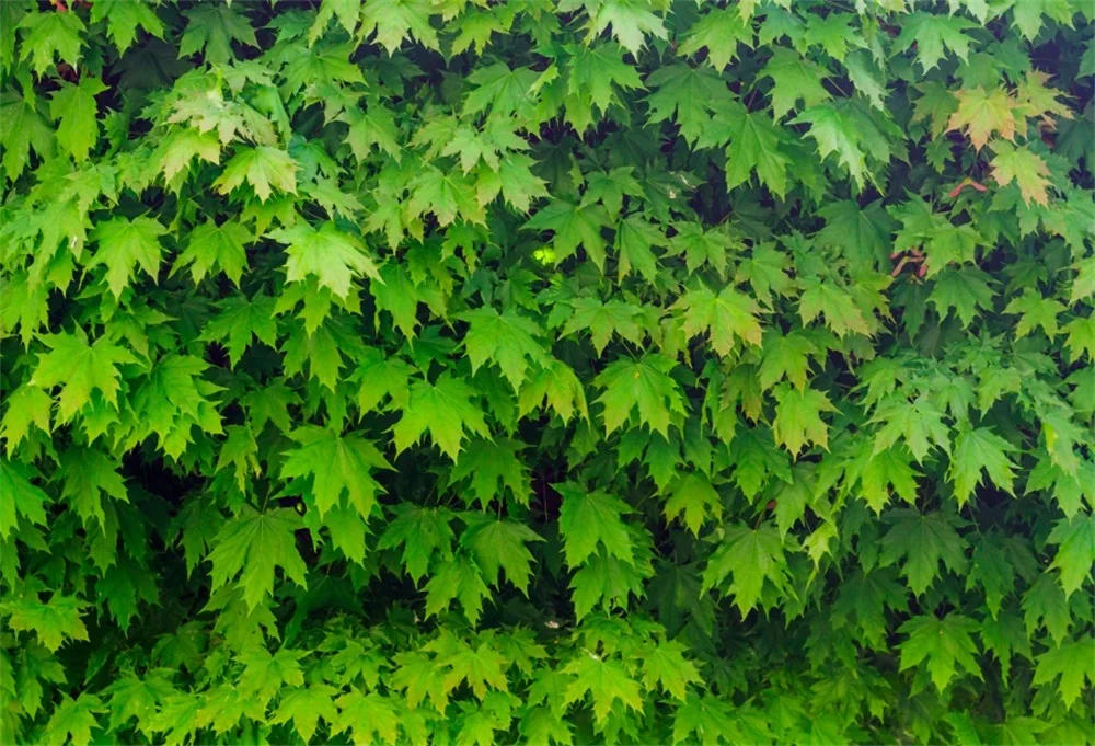 

Laeacco Green Plants Vines Wall Natural Scenic Baby Photography Backgrounds Customized Photographic Backdrops For Photo Studio