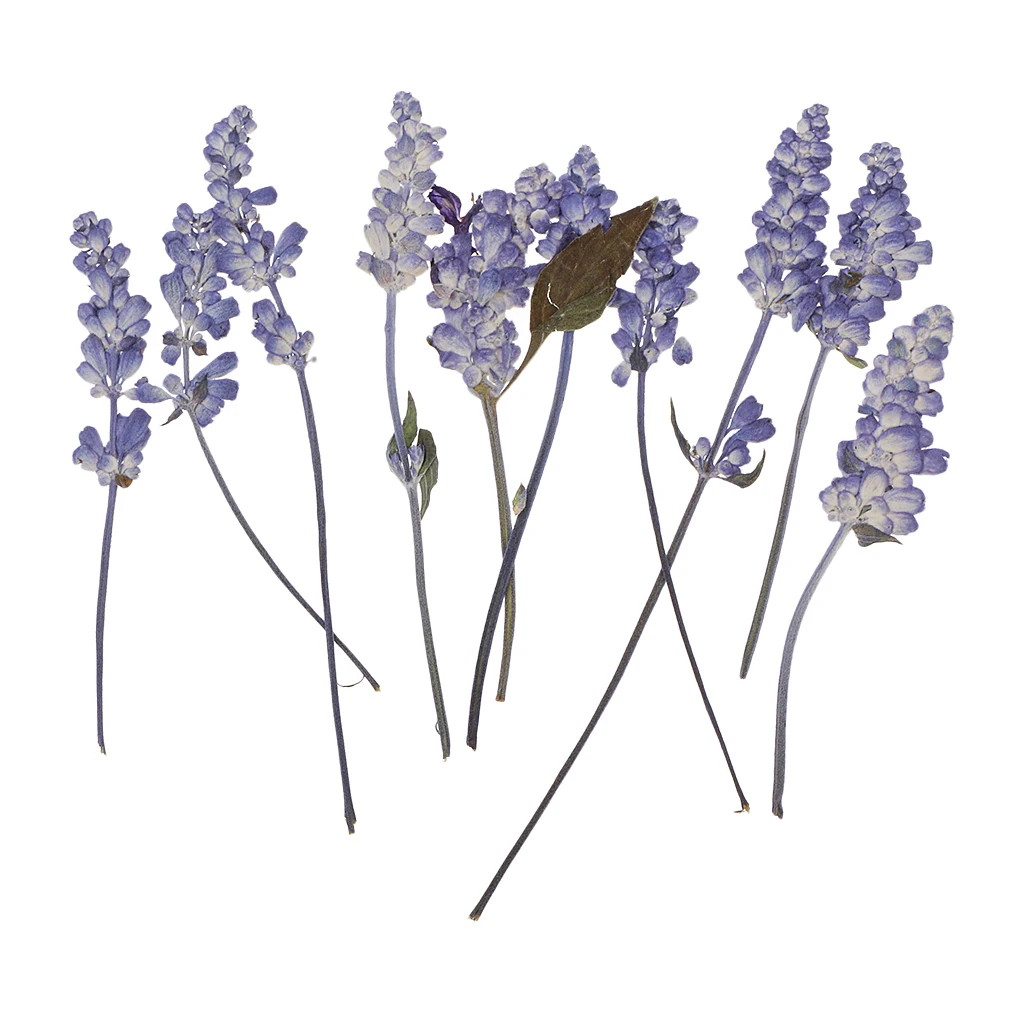 10PCS Beautiful Pressed Sage Flower Dried Flowers For Art Craft Scrapbooking for DIY Craft Home Decoration