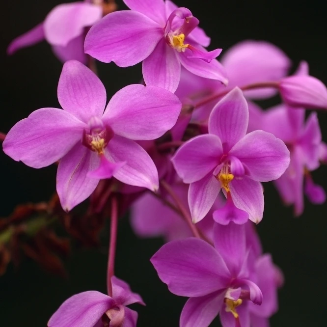 Close-Up Of A Cluster Of Bright Pink Orchids Poster Print (36 x 24)