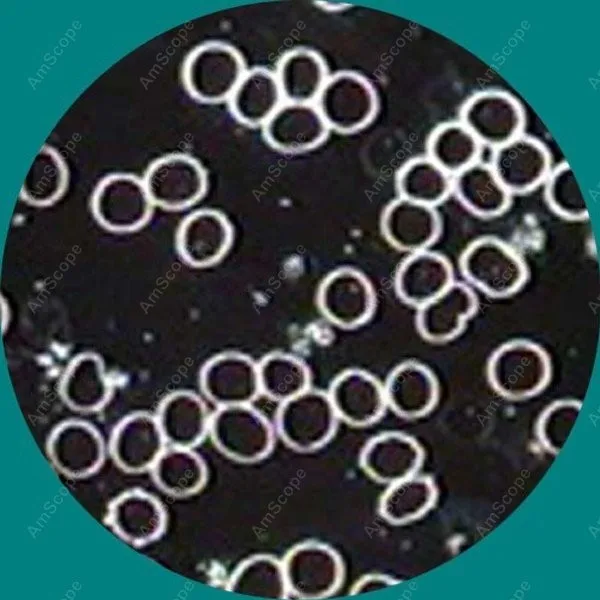dk5-microscope_3_19