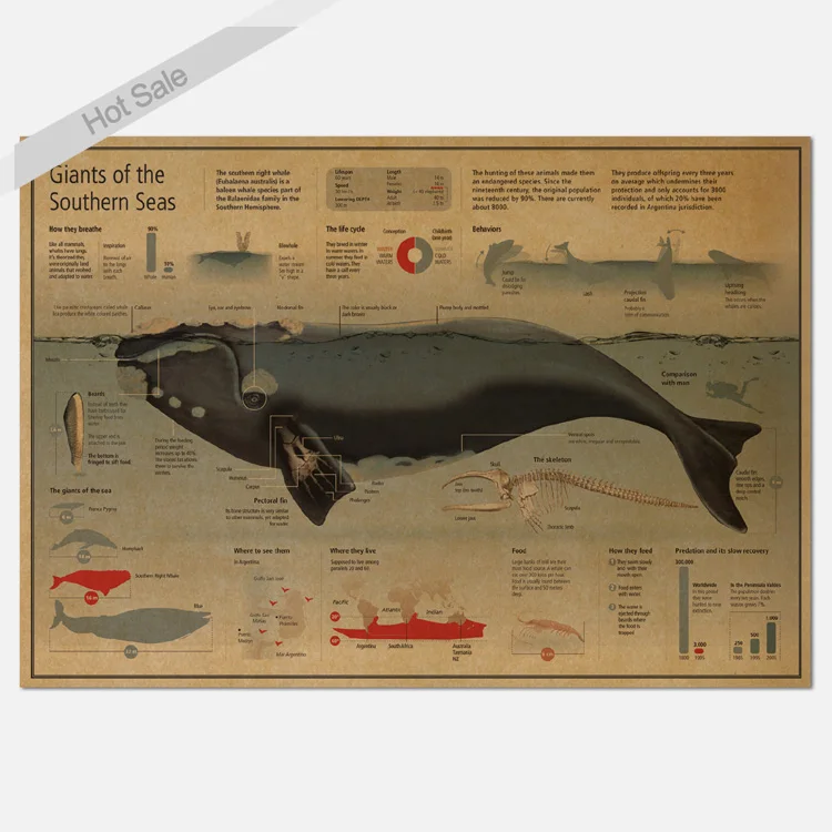 

Free ship Graphic whale science Paint Vintage Kraft Poster retro bar cafe living room wall sticker 42x30cm ZO-136
