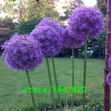 100 шт. Фиолетовый Гигантские Allium Giganteum Красивые Цветочные Семена Сад Растений Подарок бесплатная доставка